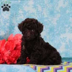 Milky Way, Toy Poodle Puppy